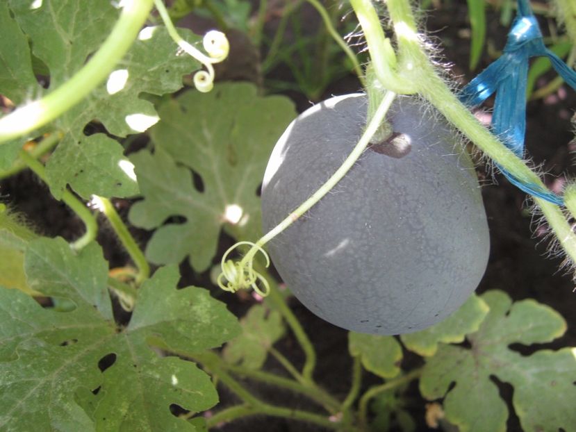  - A-A Gradina de legume -fructe-plante aromatice si medicinale 2017