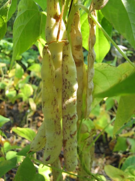  - A-A Gradina de legume -fructe-plante aromatice si medicinale 2017