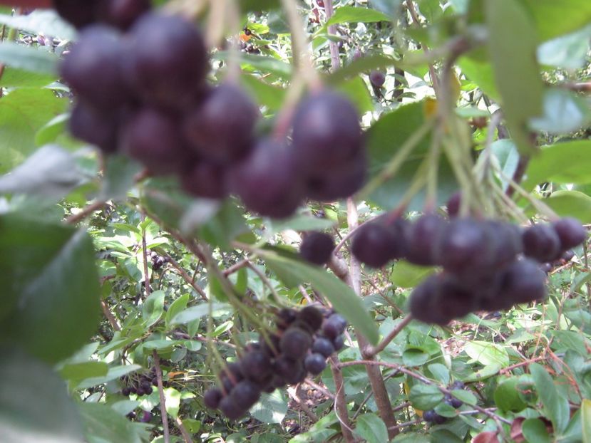 aronia - A-A Gradina de legume -fructe-plante aromatice si medicinale 2017