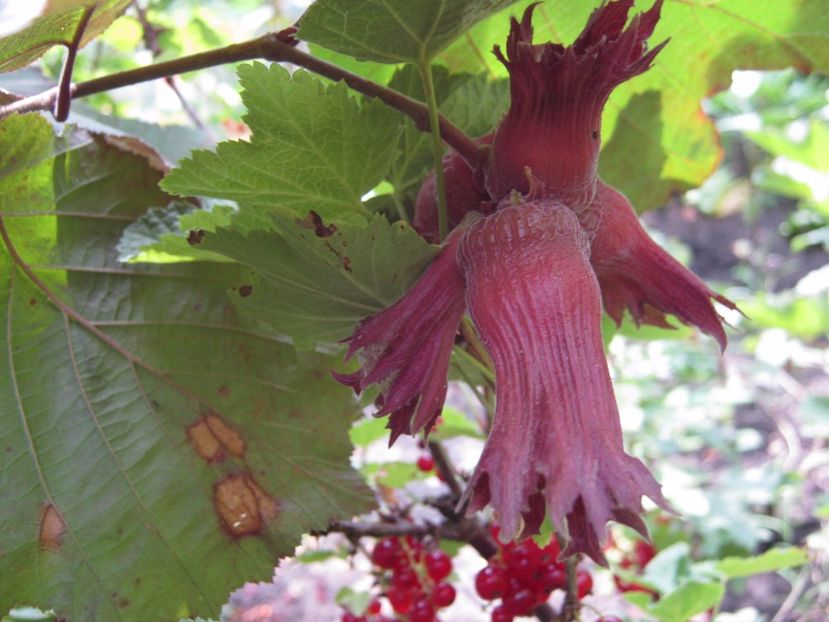 alun rosu - A-A Gradina de legume -fructe-plante aromatice si medicinale 2017