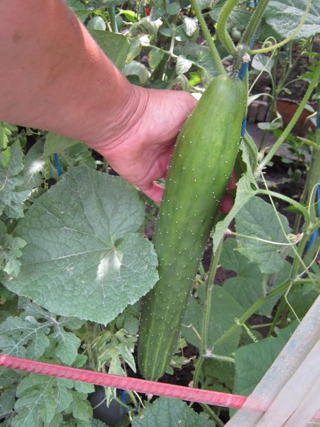  - A-A Gradina de legume -fructe-plante aromatice si medicinale 2017