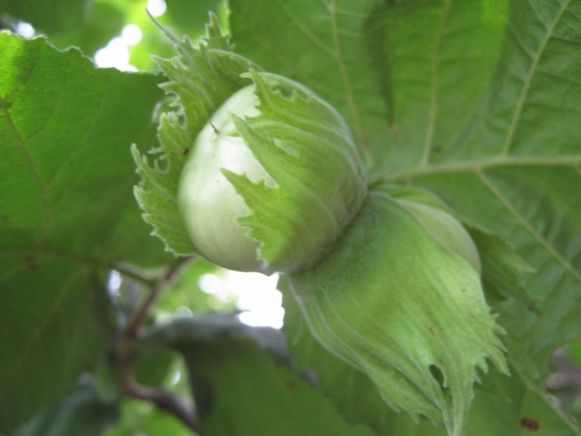  - A-A Gradina de legume -fructe-plante aromatice si medicinale 2017