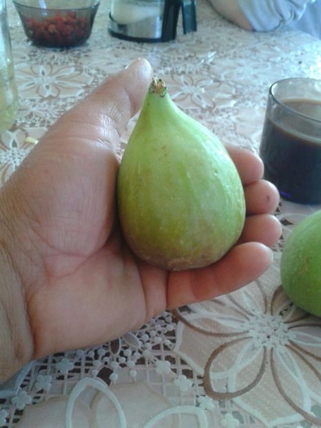 Dottato-Cornel - COLECTIE SMOCHINI 2017