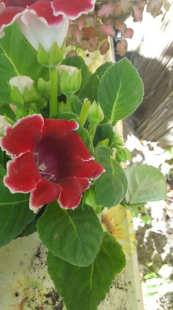  - Gloxinia