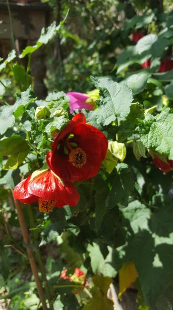  - Abutilon