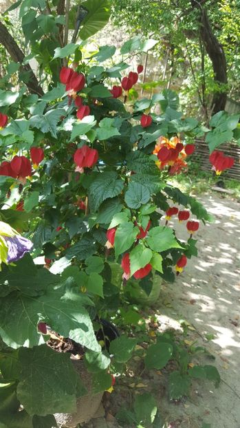  - Abutilon