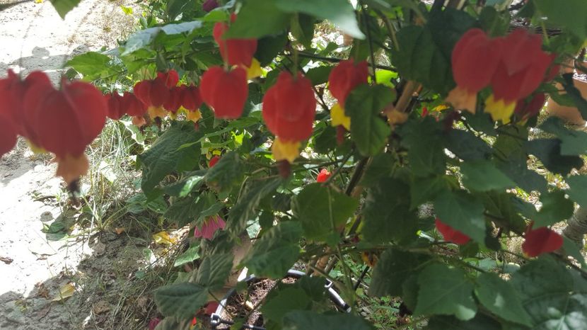  - Abutilon