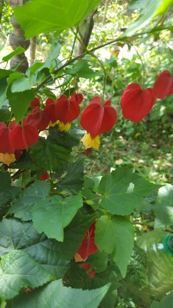  - Abutilon