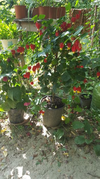  - Abutilon