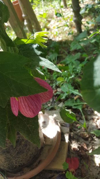  - Abutilon