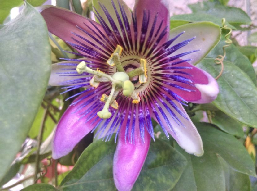  - Passiflora 2017