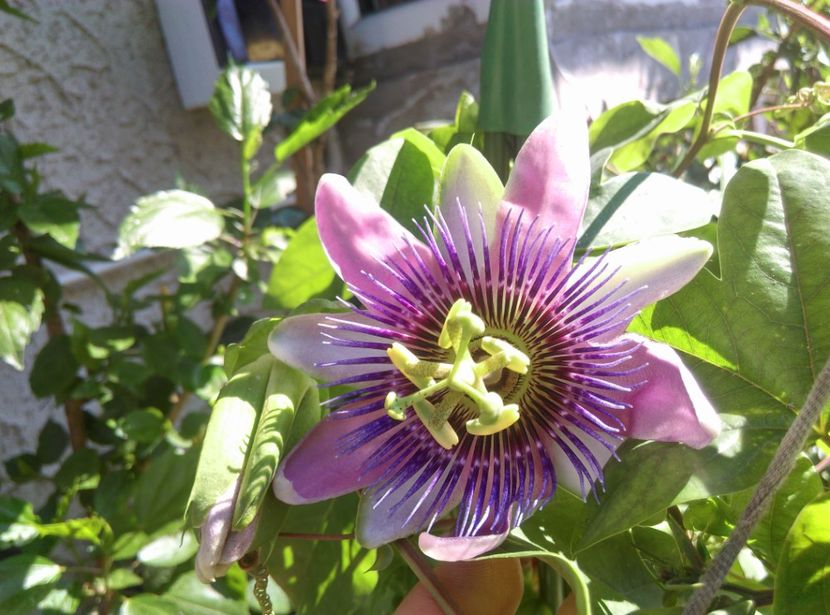  - Passiflora 2017
