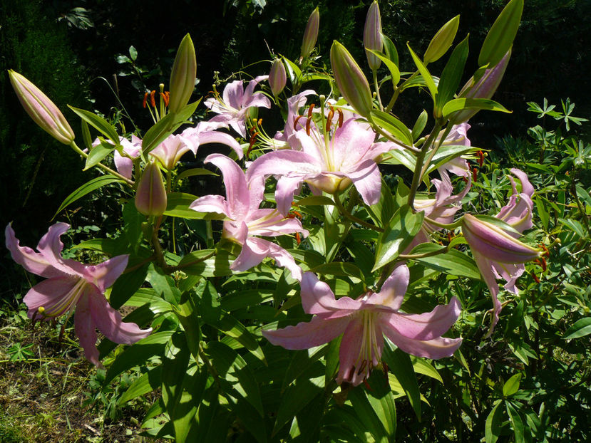 Candidum Pink - 2017 Gradina Iulie_Lilium