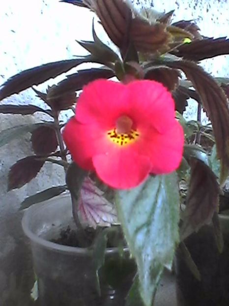 Photo0875 - Achimenes 2017