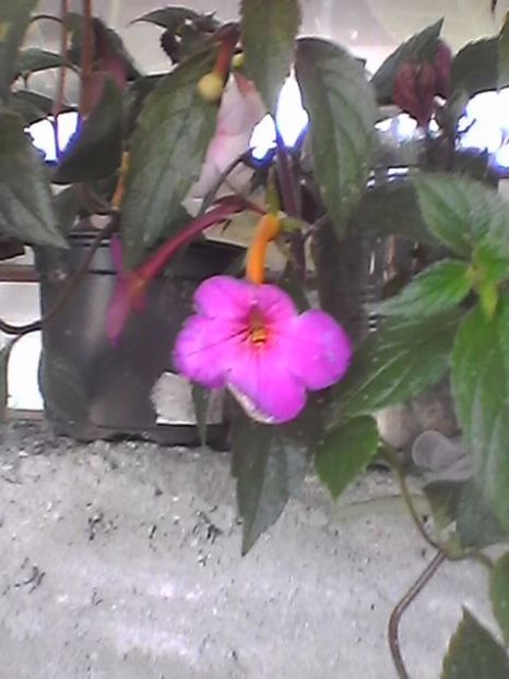 Photo0881 - Achimenes 2017