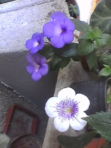 Photo0880 - Achimenes 2017