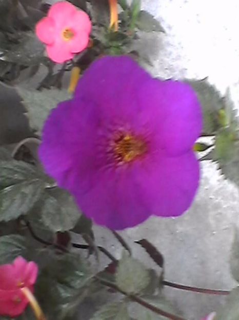 Photo0909 - Achimenes 2017