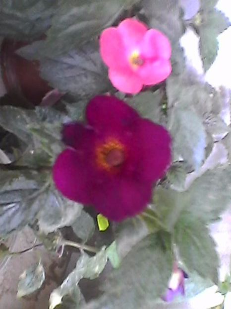 Photo0910 - Achimenes 2017