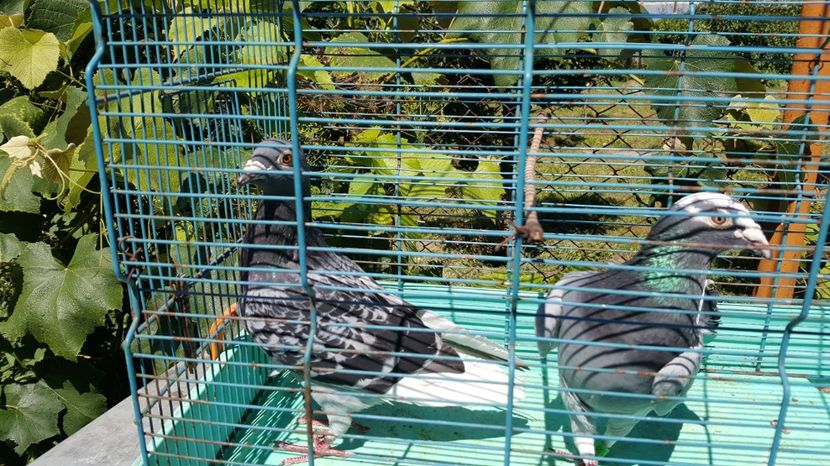  - Porumbei voianjori rosii si ceilalti porumbei voianjori ai mei