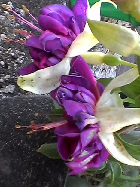 Photo0892 - Fuchsia 2017