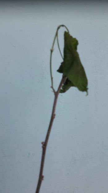 ciclam f fr - ABUTILON 2017