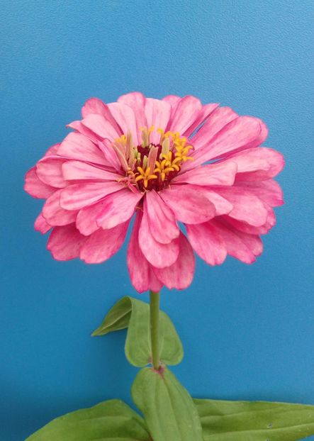  - AAAA__CARCIUMARESE 2015_2017_2018_2019