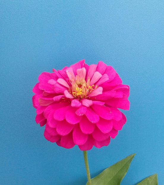  - AAAA__CARCIUMARESE 2015_2017_2018_2019