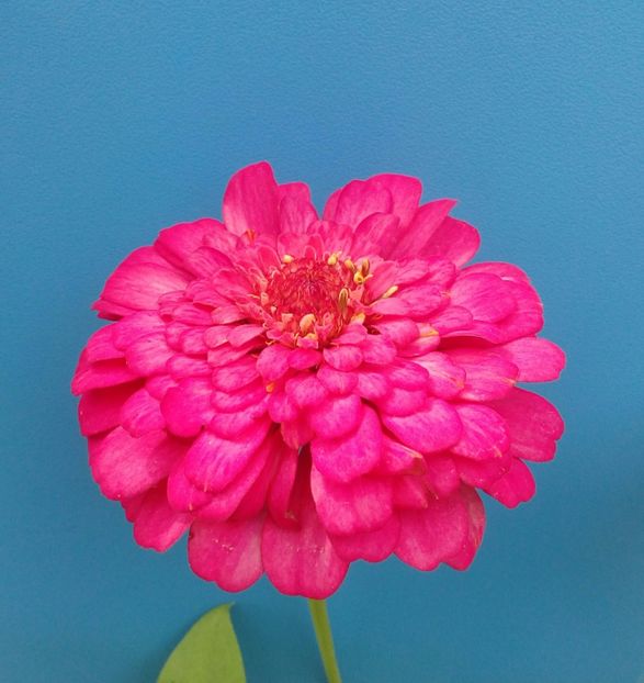  - AAAA__CARCIUMARESE 2015_2017_2018_2019