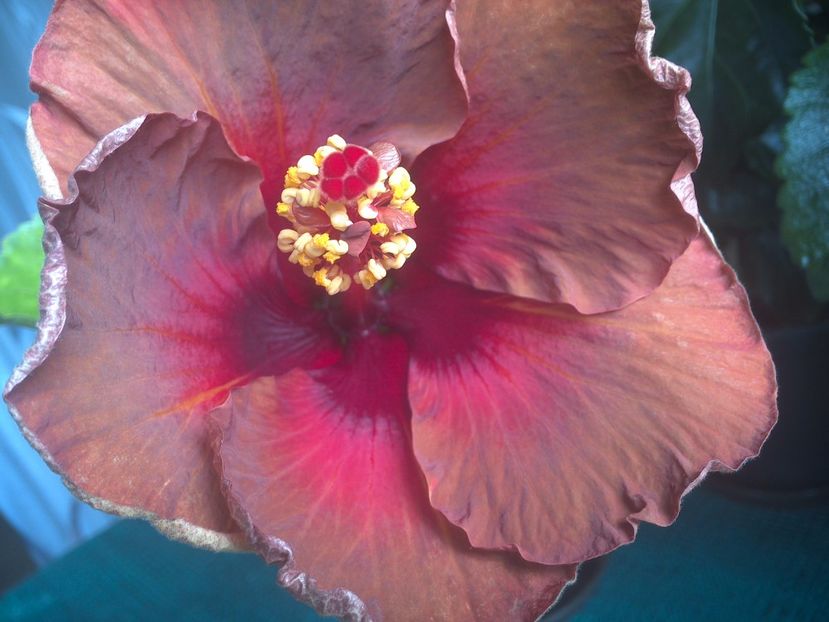 WIN_20170728_110538 - 0Hibiscus in colectie infloriti