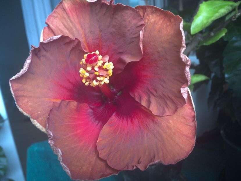 Campfire Girl - 0Hibiscus in colectie infloriti