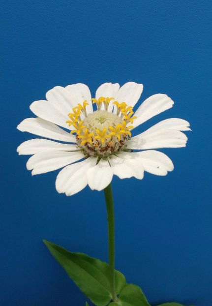  - AAAA__CARCIUMARESE 2015_2017_2018_2019