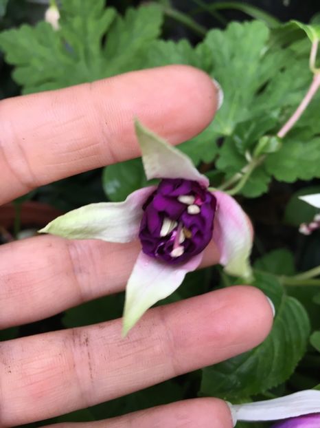 Royal Mosaic - Fucsii