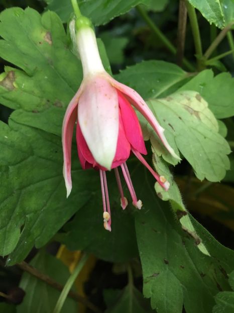 Dancing Flame - Fucsii