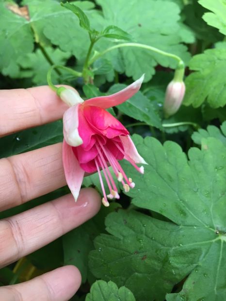 Dancing Flame - Fucsii