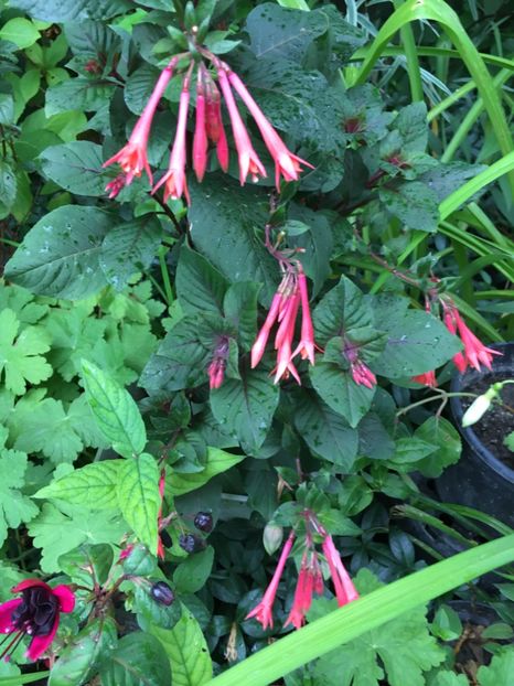 Gartenmeister - Fucsii