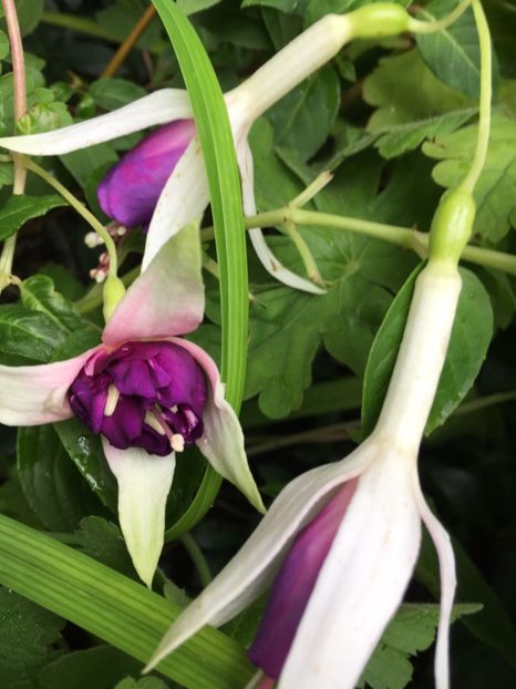 Blue Sarah și Royal Mosaic - Fucsii