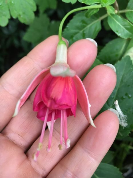 Dancing Flame - Fucsii