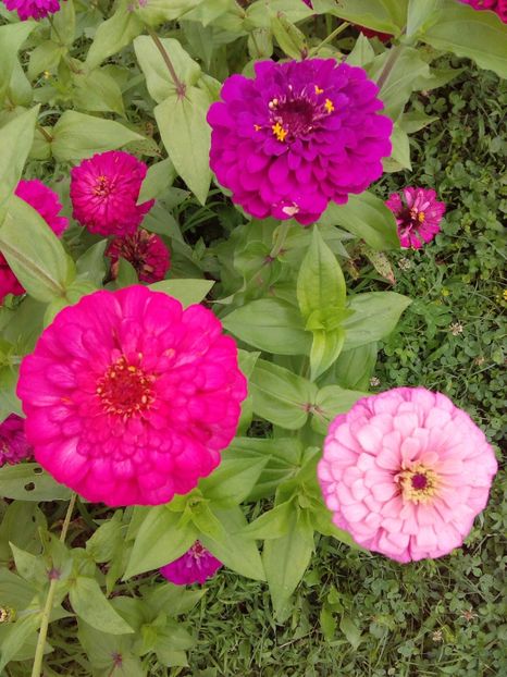  - AAAA__CARCIUMARESE 2015_2017_2018_2019