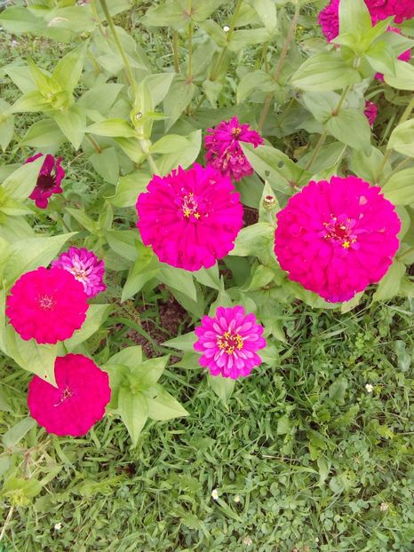  - AAAA__CARCIUMARESE 2015_2017_2018_2019