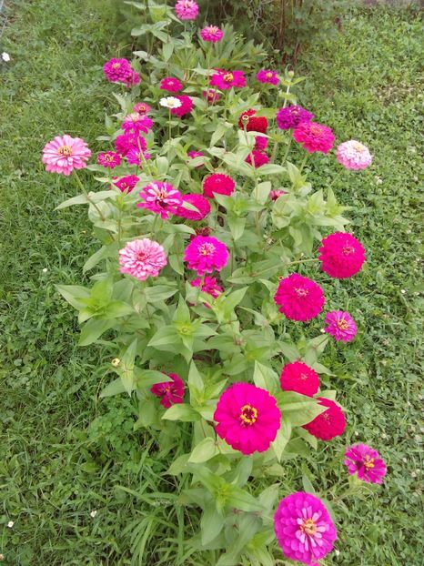  - AAAA__CARCIUMARESE 2015_2017_2018_2019