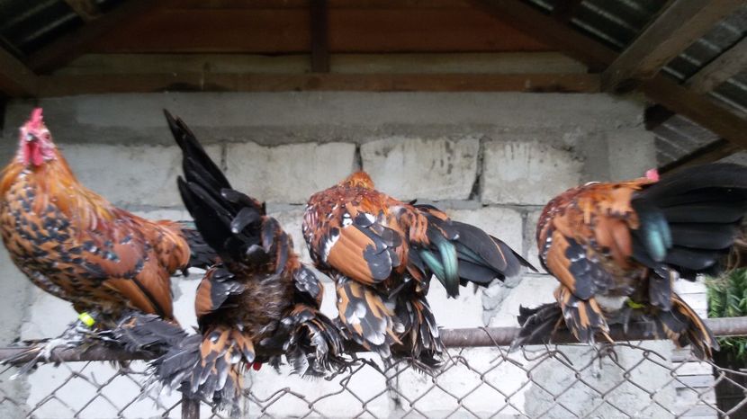  - Pui mii de flori 2017