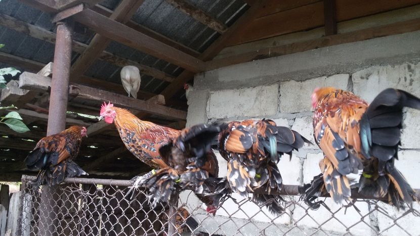  - Pui mii de flori 2017