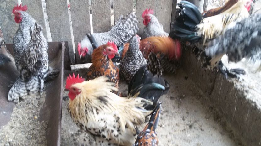  - Pui mii de flori 2017