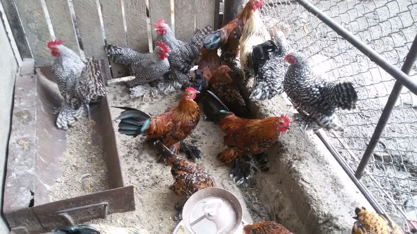  - Pui mii de flori 2017