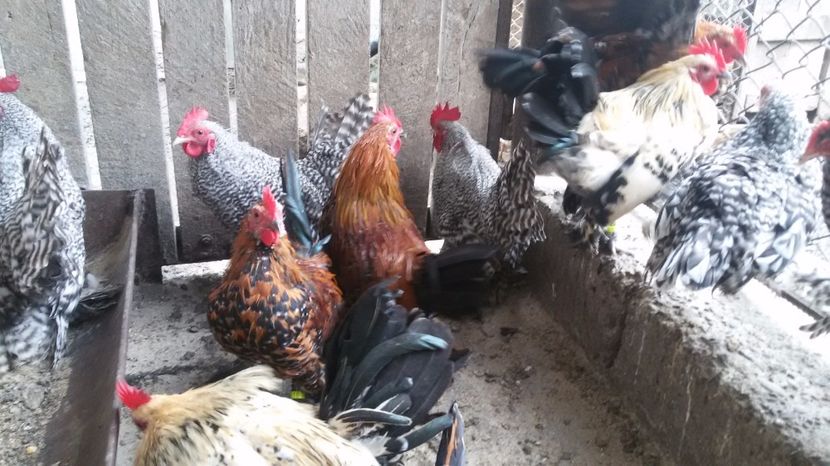  - Pui mii de flori 2017