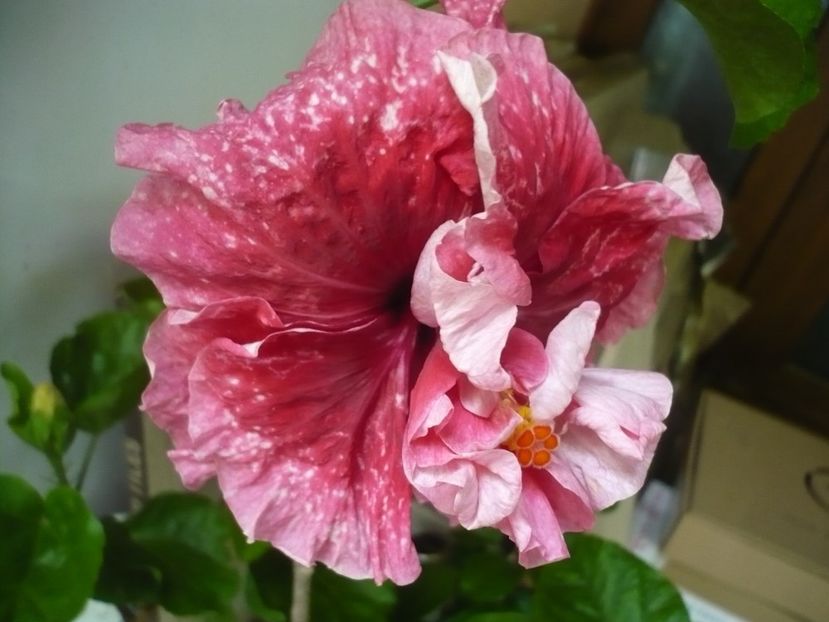 P1330946 - HIBISCUSI 2017-2