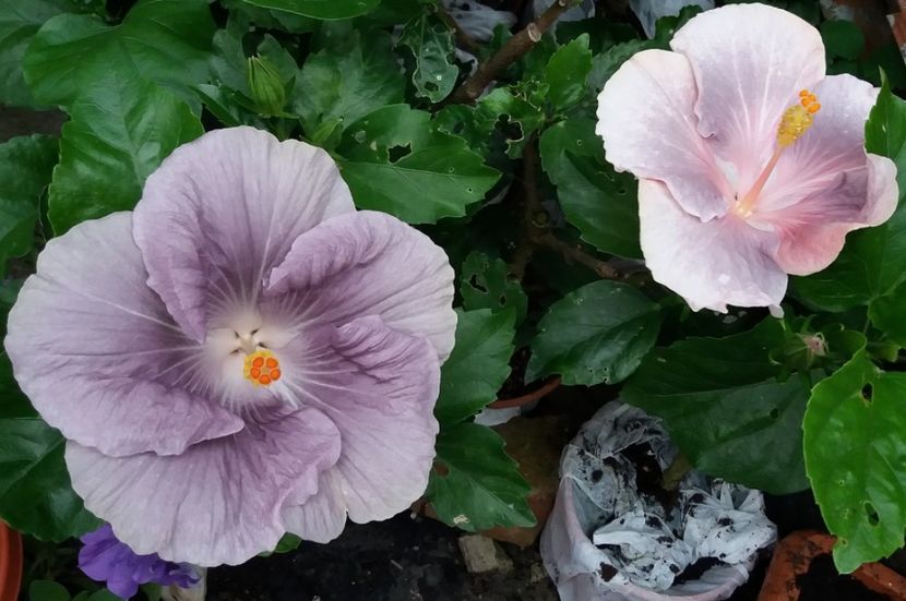 m magny blue&bee rain - Hibiscus