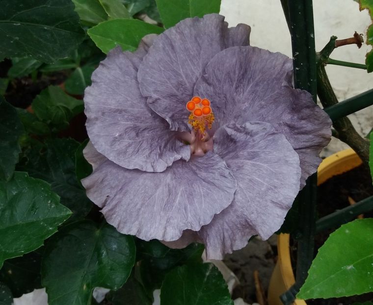 27iul2017 moorea ocean blue - Hibiscus