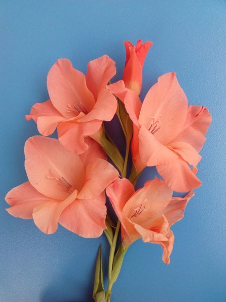  - AAAA_GLADIOLE 2015_2017_2018_2019