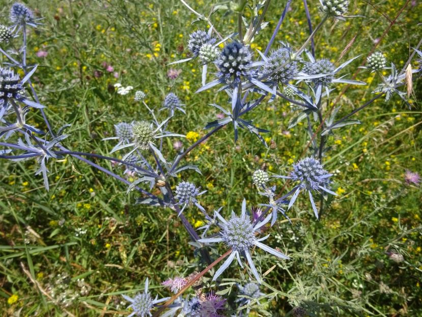  - Racos Vulcanul stins